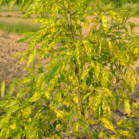 Fraxinus pennsylvanica Aucubifolia