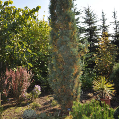 Pinus sylvestris Fastigiata