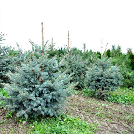 Picea pungens