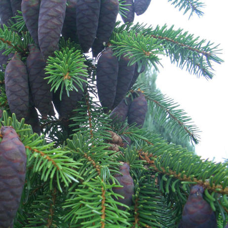 Ель сербская (Picea omorica)