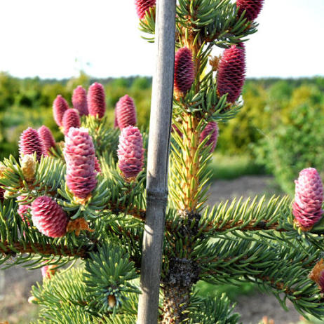 Picea pungens Hoopsii