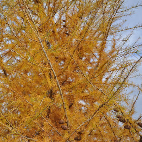 Larix decidua