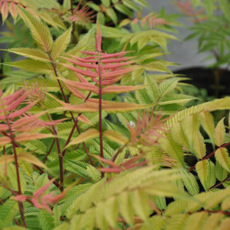 Sorbaria sorbifolia Sem