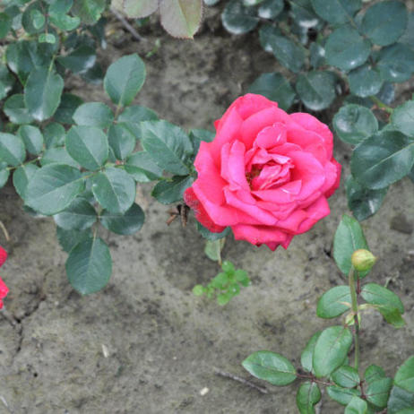 Rose Dame de Couer