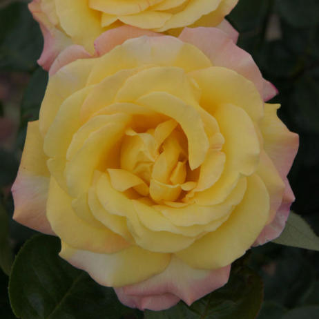 Rose Mme Mailland или Rose Peace