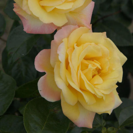 Роза Mme Mailland или Роза Peace