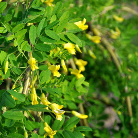 Caragana arboresen Pendula