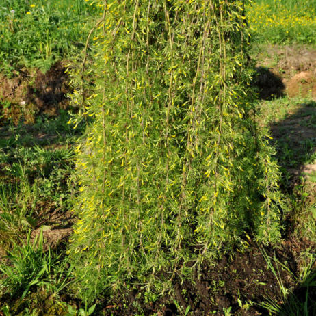 Caragana arborescens Walker