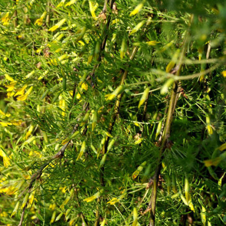 Caragana arborescens Walker