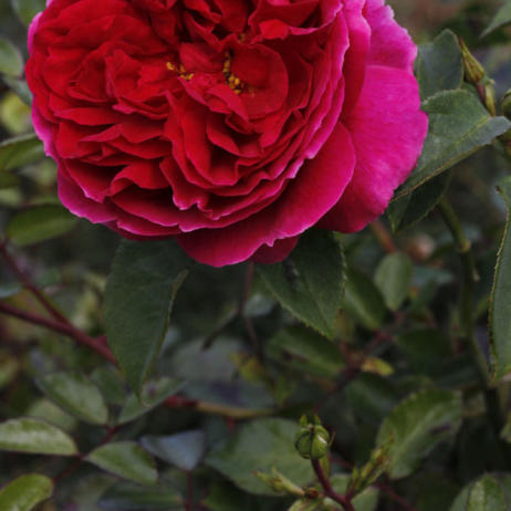 Роза Othello