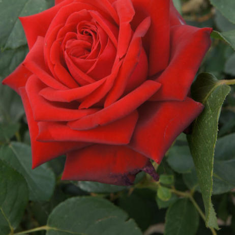 Rose Pride of England