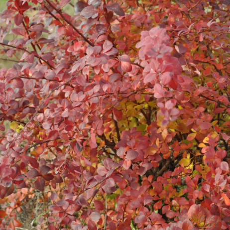 Berberis ottawensis Superba