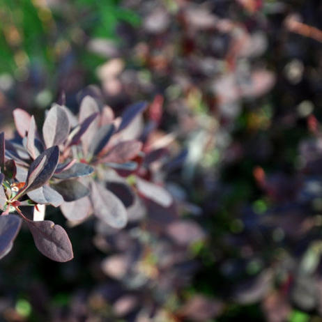 Berberis ottawensis Superba