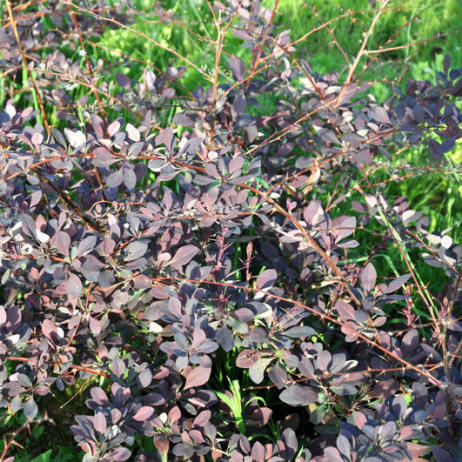 Berberis ottawensis Superba