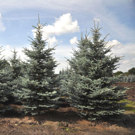 Picea pungens "Fat Albert"