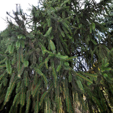 Picea abies Virgata