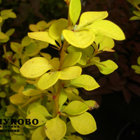 Berberis thunbergii Aurea