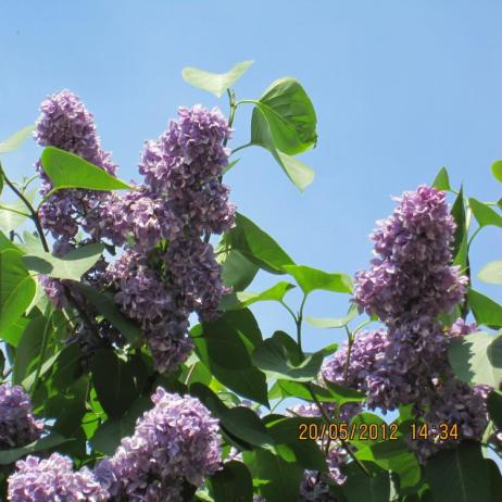 Сирень обыкновенная "Максимович" (Syringa vulgaris Maximowirz)