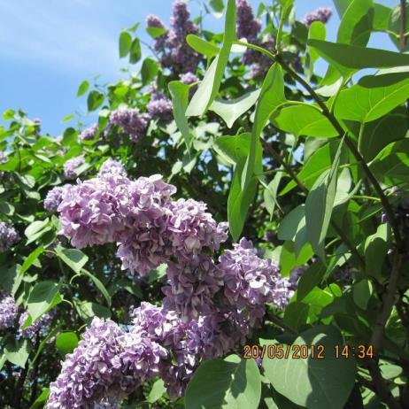 Сирень обыкновенная "Максимович" (Syringa vulgaris Maximowirz)