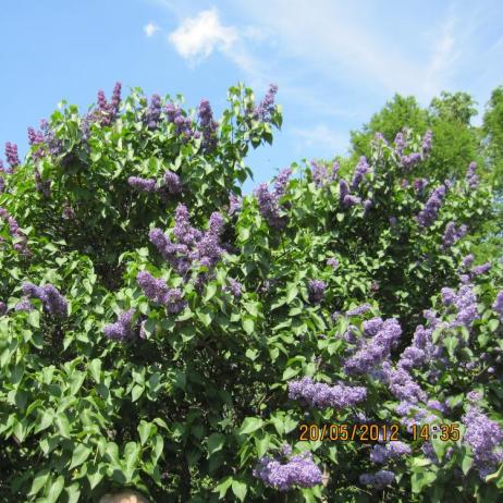 Сирень обыкновенная "Кавур" (Syringa vulgaris Cavour)