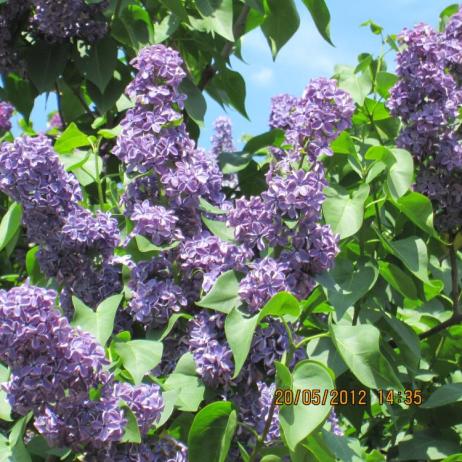 Сирень обыкновенная "Кавур" (Syringa vulgaris Cavour)