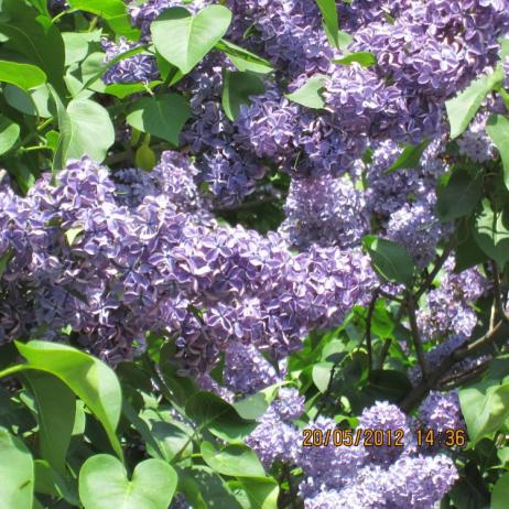 Сирень обыкновенная "Кавур" (Syringa vulgaris Cavour)