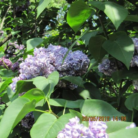 Сирень обыкновенная "Ами Шотт" (Syringa vulgaris Ami Schott)