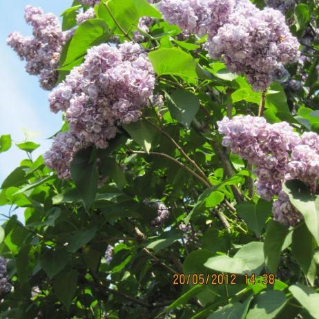 Сирень обыкновенная "Ами Шотт" (Syringa vulgaris Ami Schott)