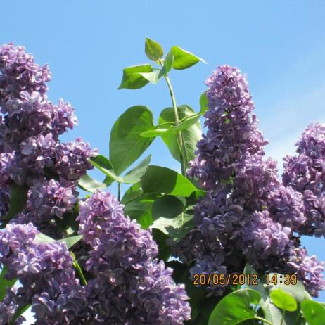 Сирень обыкновенная "Виолетта" (Syringa vulgaris Violetta) 