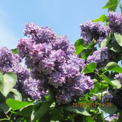 Сирень обыкновенная "Виолетта" (Syringa vulgaris Violetta) 