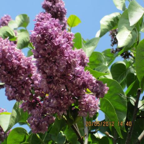 Сирень обыкновенная  "Поль Тирион" (Syringa vulgaris Paul Thirion) 