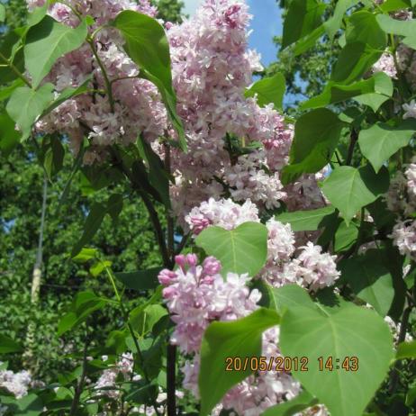 Сирень обыкновенная "Мадам Энтони Бюхнер" (Syringa vulgaris Mme.Antoine Buchner)