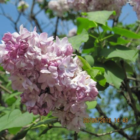 Сирень обыкновенная "Катерина Хавемейер"(Syringa vulgaris Katherine Havemeyer)