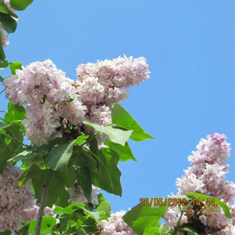 Сирень обыкновенная "Катерина Хавемейер"(Syringa vulgaris Katherine Havemeyer)