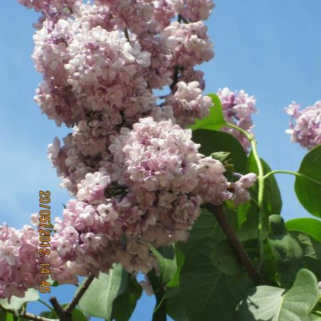 Сирень обыкновенная "Поль Дешанель" (Syringa vulgaris Paul Deschanel)