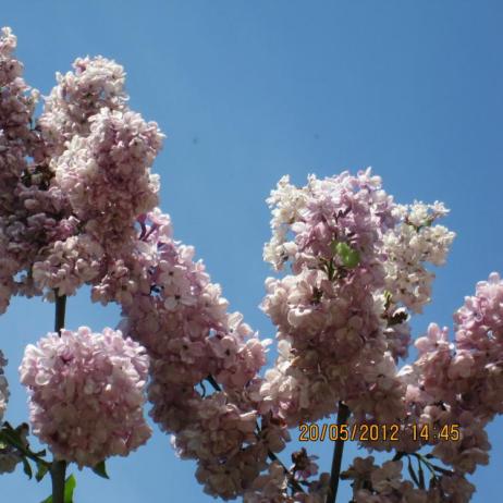 Сирень обыкновенная "Поль Дешанель" (Syringa vulgaris Paul Deschanel)