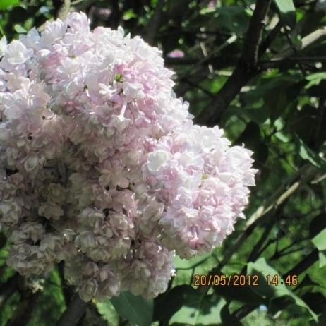 Сирень обыкновенная "Монтень" (Syringa vulgaris Montaigne)