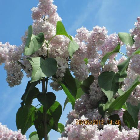 Сирень обыкновенная "Монтень" (Syringa vulgaris Montaigne)