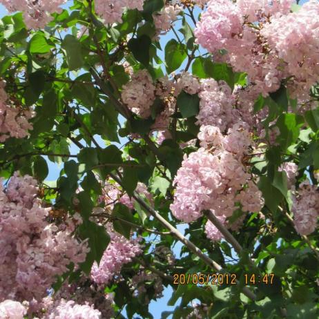 Сирень обыкновенная "Эстер Стейли'" (Syringa vulgaris Esther Staley)