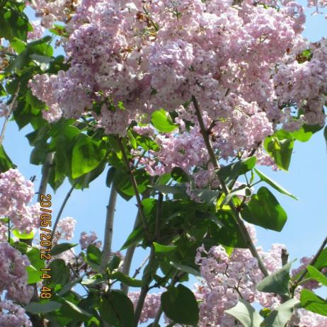 Сирень обыкновенная "Маршал Фош" (Syringa vulgaris Marchal Foch)