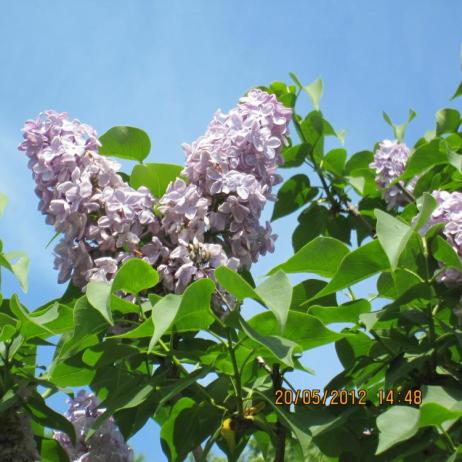 Сирень обыкновенная "Христофор Колумб"  (Syringa vulgaris Christophore Colomb)