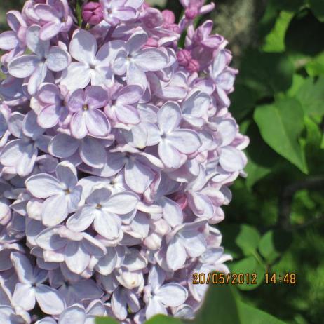 Сирень обыкновенная "Христофор Колумб"  (Syringa vulgaris Christophore Colomb)