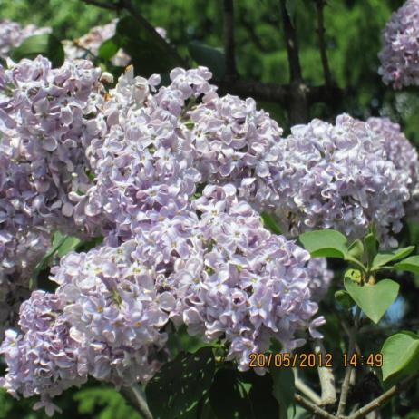 Сирень обыкновенная "Капитан Бальте" (Syringa vulgaris Capitaine Baltet)