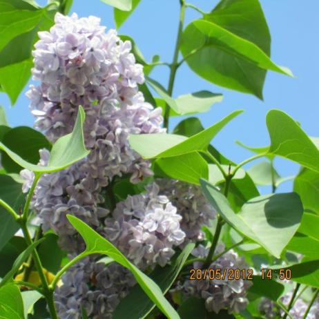 Сирень обыкновенная "Кондорсе" (Syringa vulgaris Condorce)