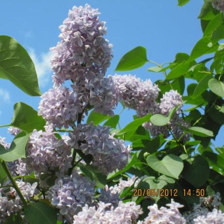 Сирень обыкновенная "Кондорсе" (Syringa vulgaris Condorce)