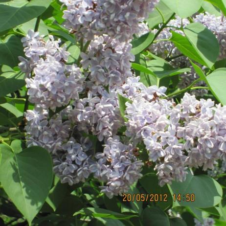 Сирень обыкновенная "Кондорсе" (Syringa vulgaris Condorce)