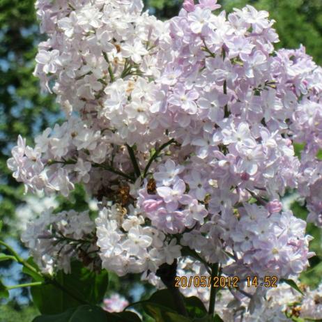 Сирень обыкновенная "Вивиан-Морель" (Syringa vulgaris Vivian Morel)