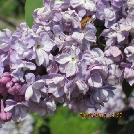 Сирень обыкновенная "Дюк де Масса"  (Syringa vulgaris Duc de Massa)