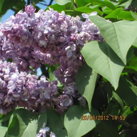 Сирень обыкновенная "Дюк де Масса"  (Syringa vulgaris Duc de Massa)