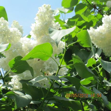 Сирень обыкновенная "Примрозе" (Syringa vulgaris Primrose)